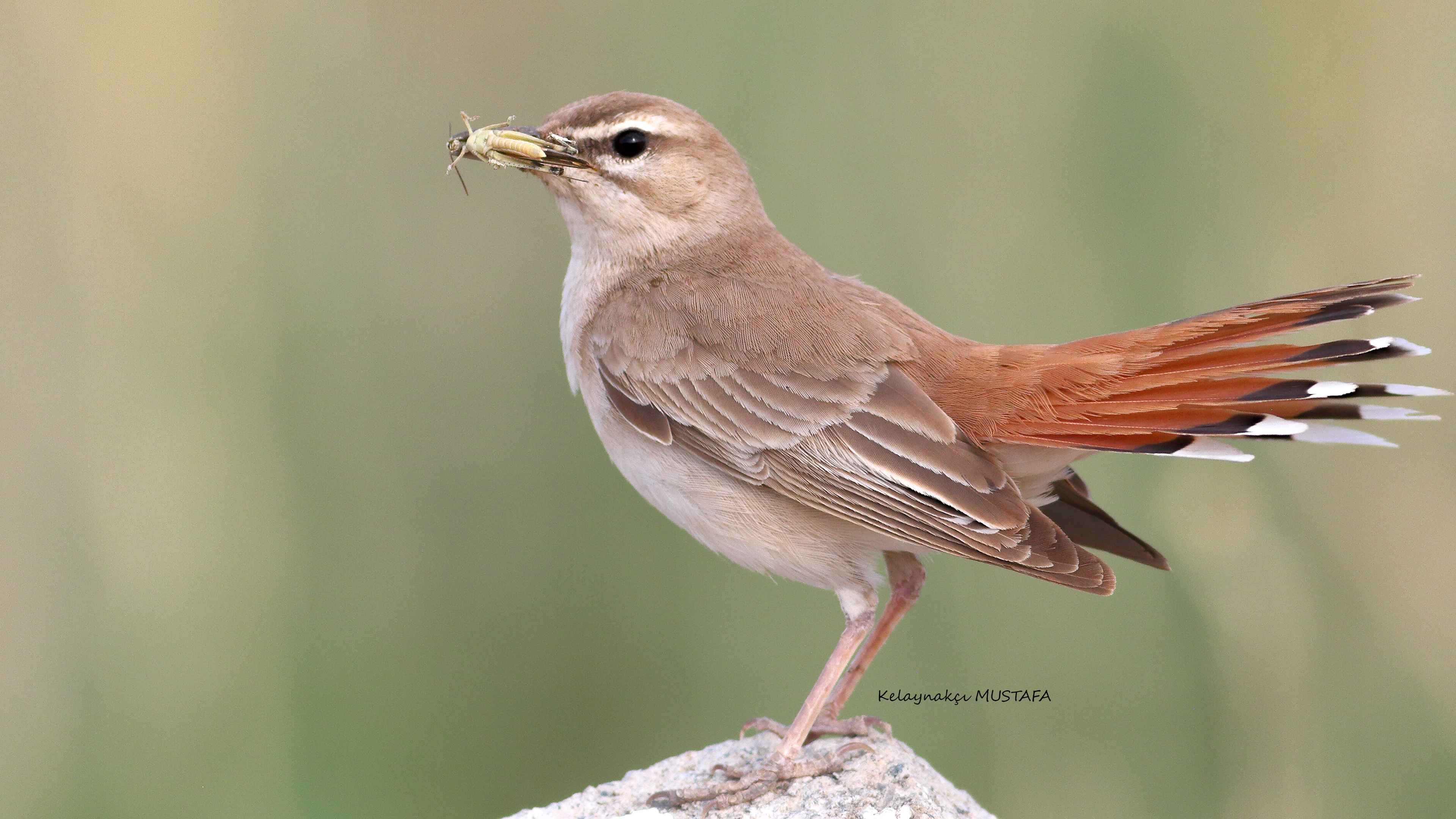 Rufous-tailed Scrub-Robin
